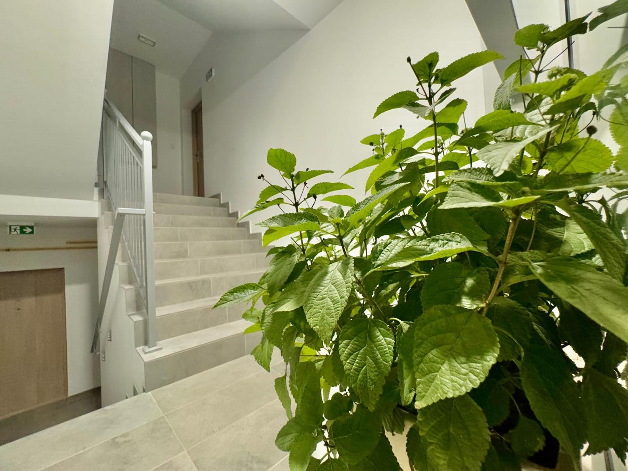 Olenka Apartment *